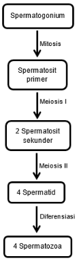 Hereditas Proses Spermatogenesis -Capture2