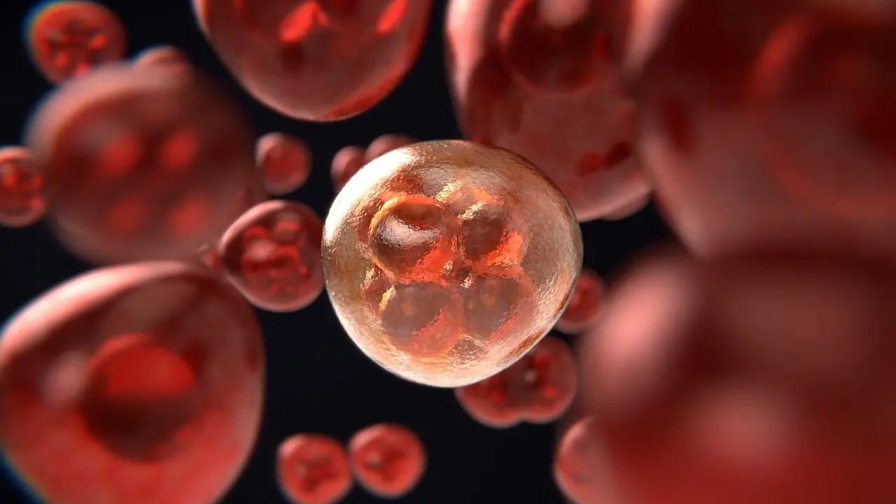 Pengertian Pembelahan Meiosis dengan Tujuan, Fungsi dan Cirinya hingga Perbedaan dengan Mitosis